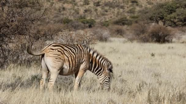 Una Cebra Llanura Equus Burchelli Pastando Pastizales Parque Nacional Mokala — Vídeos de Stock