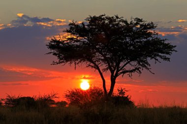 Afrika 'nın siluetli ağaç ve kızıl gökyüzü, Güney Afrika' da günbatımı manzarası