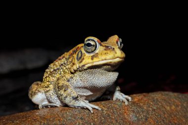 Bir zeytin kurbağasının (Amietophrynus garmani) yakın çekimi, Güney Afrika