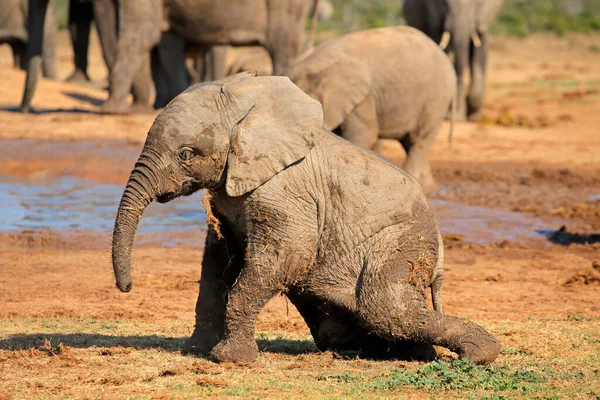 Bebê Bonito Elefante Africano Loxodonta Africana Brincando Parque Nacional Addo — Fotografia de Stock