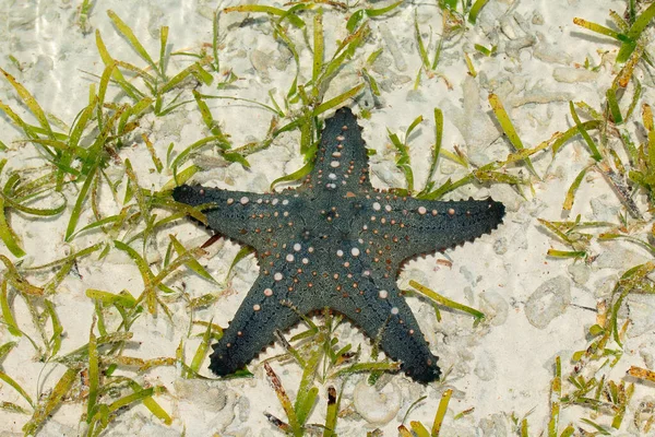 Coloridas Estrellas Mar Verdes Anaranjadas Sobre Arena Mojada Isla Zanzíbar —  Fotos de Stock