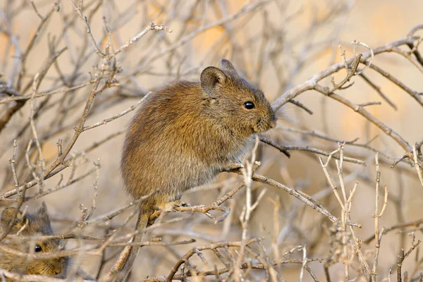 Rato Arbusto Karoo Otomys Unisulcatus Habitat Natural África Sul — Fotografia de Stock