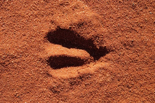 軟らかい砂の中にアフリカカモシカの足跡が — ストック写真