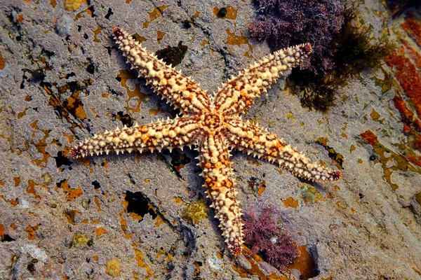 Estrela Mar Amarela Laranja Colorida Numa Piscina Rochas Costeiras África — Fotografia de Stock