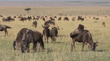 Mavi wildebeest otlatma