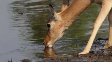 Impala antilop içme