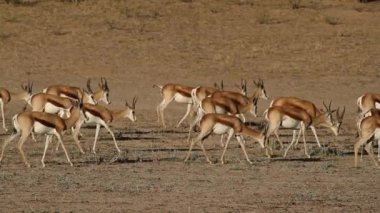 springbok antilopları