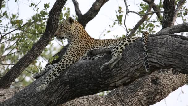 Leopardo en el árbol — Vídeos de Stock