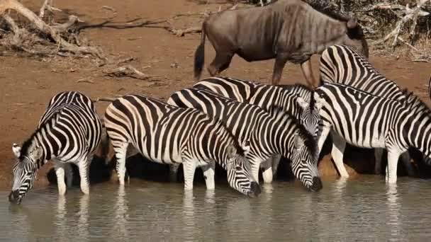 Zebras das planícies bebendo — Vídeo de Stock