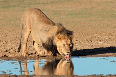 African lion drinking
