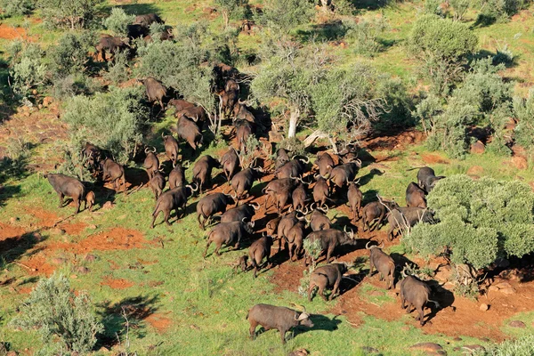 Afrikanische Büffelherde — Stockfoto