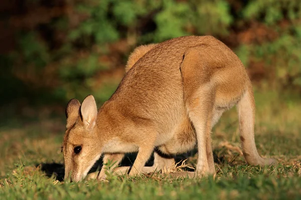 Wallaby ágil —  Fotos de Stock