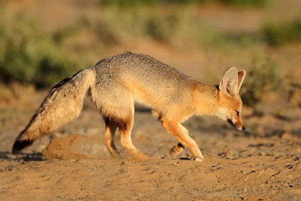 Cape fox — Stock Photo, Image