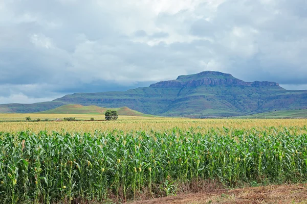 Corn (maize) field — Stock Photo, Image