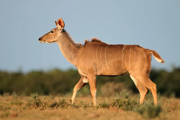 Kudu-Antilope — Stockfoto