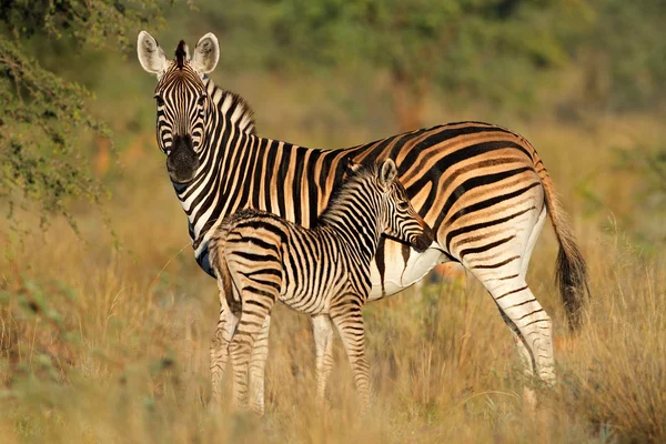 Zebra das planícies com potro — Fotografia de Stock