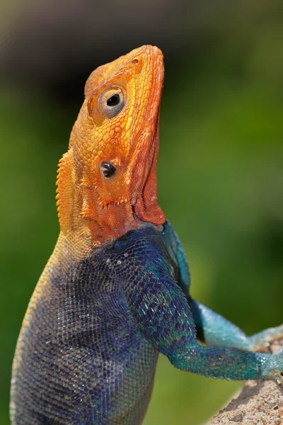 Rainbow agama — Stock Photo, Image