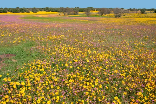 Wild flower landscape — Stock Photo, Image