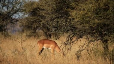 besleme Impala antilop