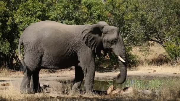 Afrikaanse olifant op waterhole — Stockvideo