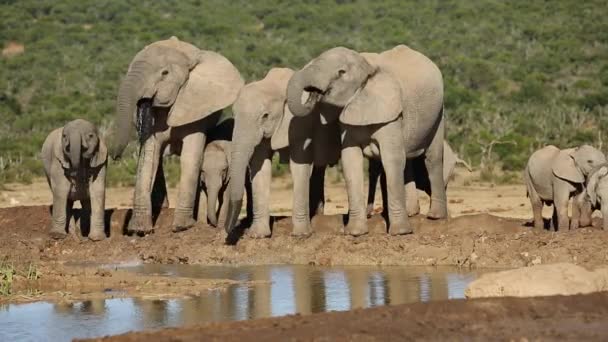 African elephants drinking water — Stock Video