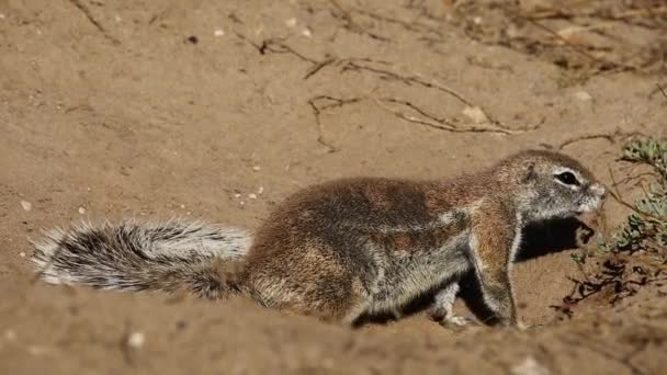 African ground squirrel — Stock Video