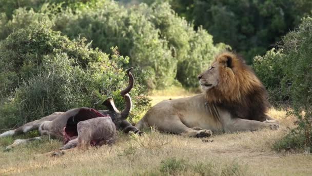 Afrikanischer Löwe mit Beute — Stockvideo