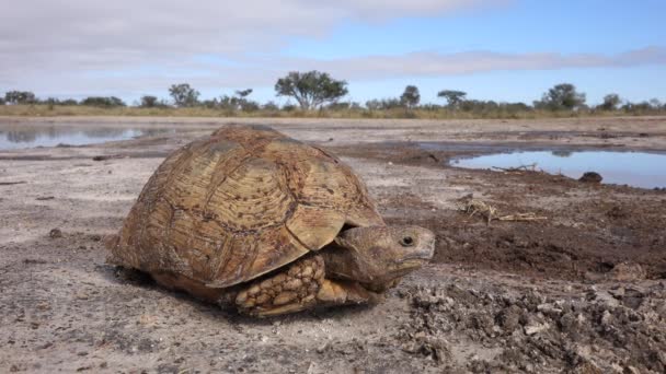 Leopard tortoise — Stock Video