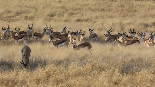 Springbok antelope kudde — Stockvideo
