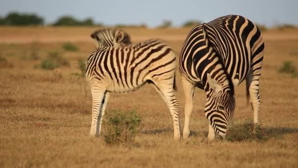 Steppezebra met veulen in natuurlijke habitat — Stockvideo