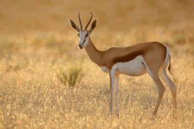 Springbok gündoğumu