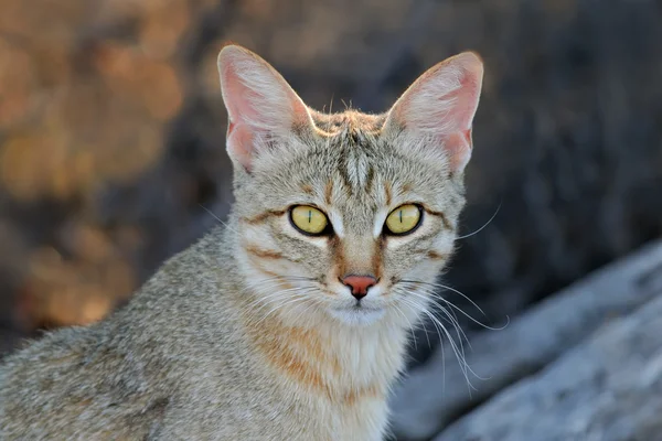 Gato salvaje africano —  Fotos de Stock