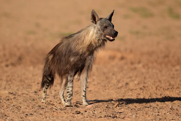 Bruine hyena — Stockfoto