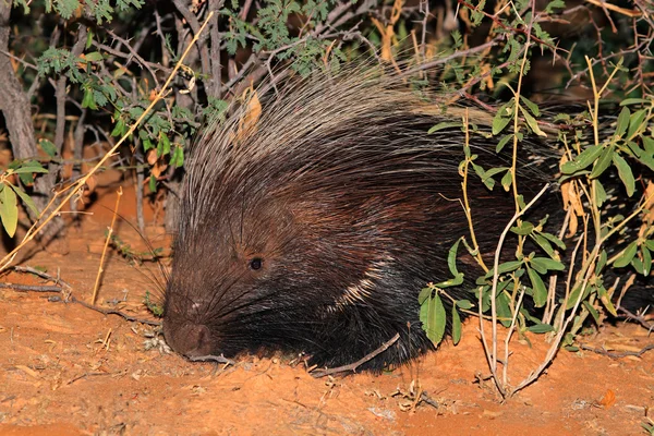 Kaap stekelvarken — Stockfoto