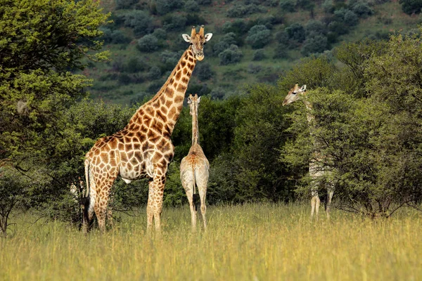 Giraffen in natuurlijke habitat — Stockfoto