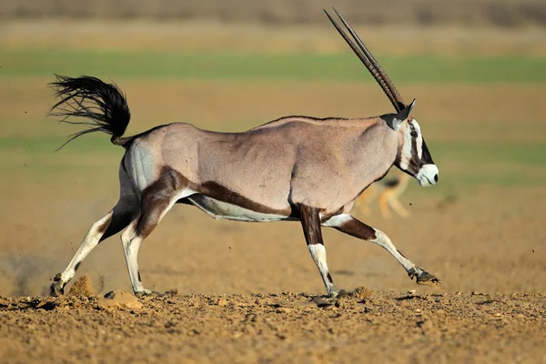 Rularea antilopei gemsbok — Fotografie, imagine de stoc