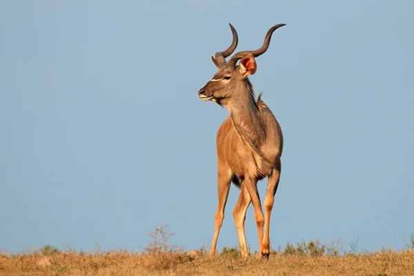 Kudu-Antilope — Stockfoto