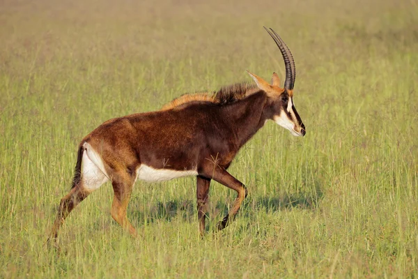 Antilope di zibellino — Foto Stock