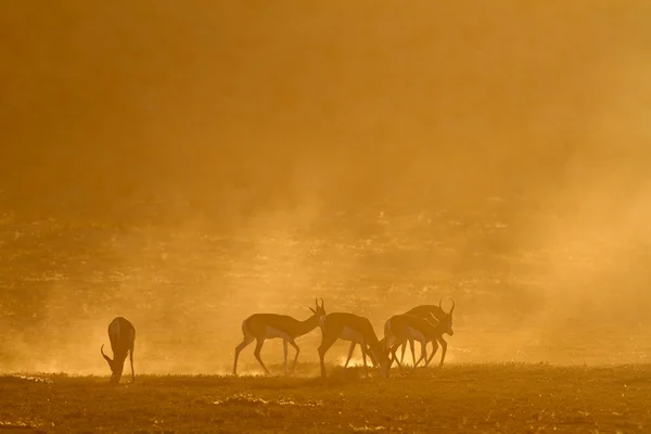 Springbok saat matahari terbit — Stok Foto