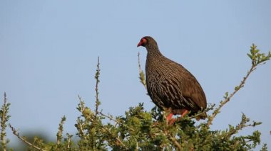 Kızıl enseli spurfowl