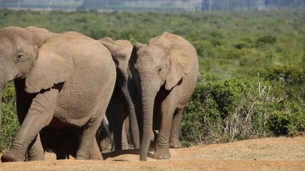 Manada de elefantes africanos — Vídeos de Stock