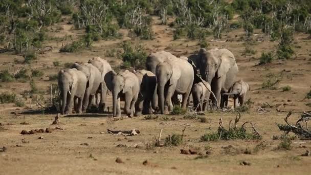 Manada de elefantes africanos — Vídeo de Stock