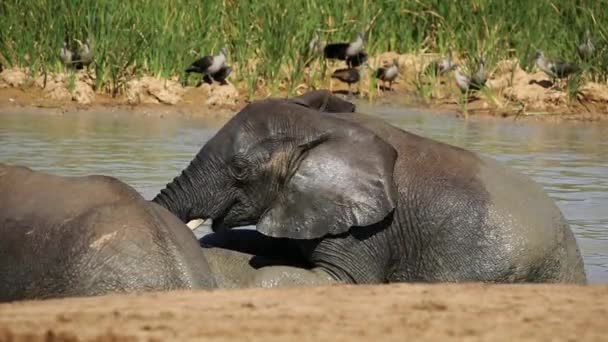 Afrikaanse olifanten in water — Stockvideo