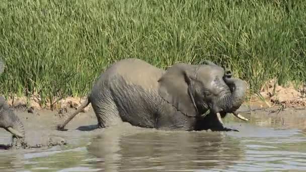 Elefante africano na lama — Vídeo de Stock