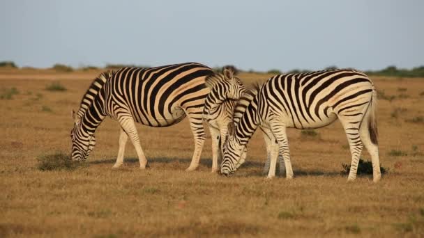 Alföldi zebra legeltetés — Stock videók
