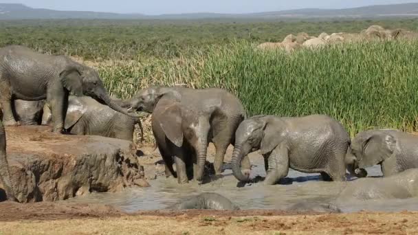 Lekfull afrikanska elefanter — Stockvideo