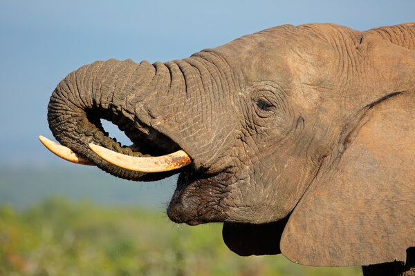 Portrait of an African elephant (Loxodonta africana) drinking water, Addo Elephant National park, South Africa