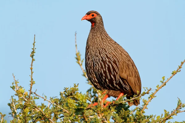 Red-necked spurfowl — Stock Photo, Image