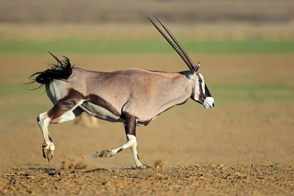 Antílope gemsbok corriendo — Foto de Stock
