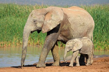 African elephant with calf clipart